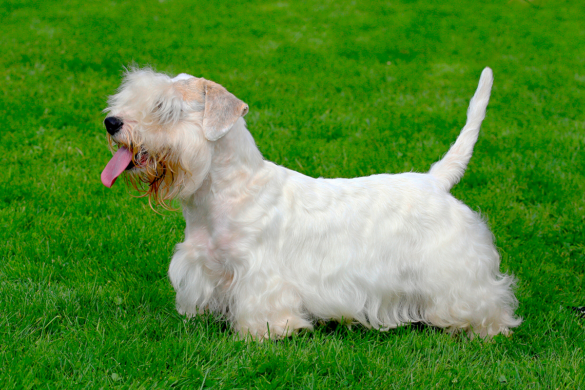 Sealyham Terrier posando sobre el cesped