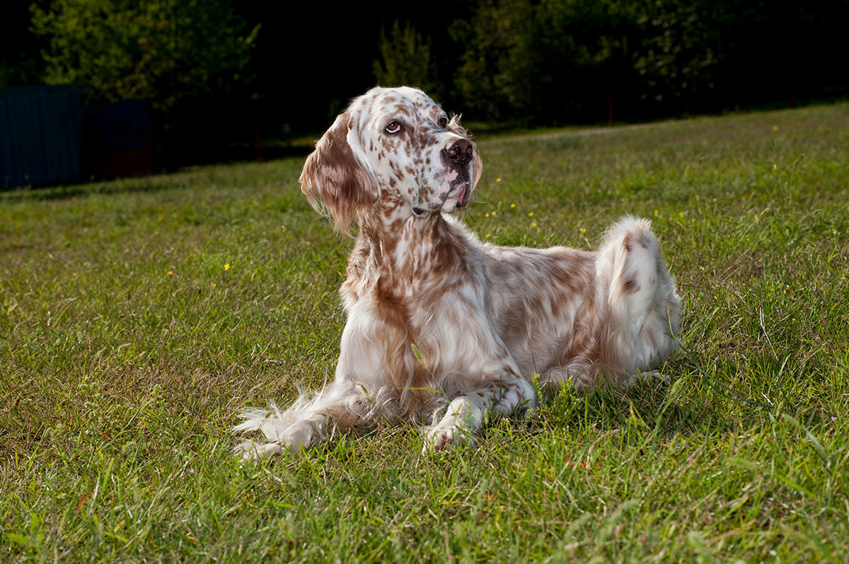 Setter Inglés