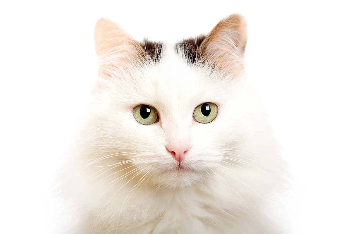 gato Van turco