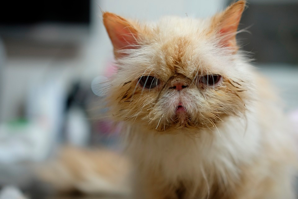 gato en el veterinario