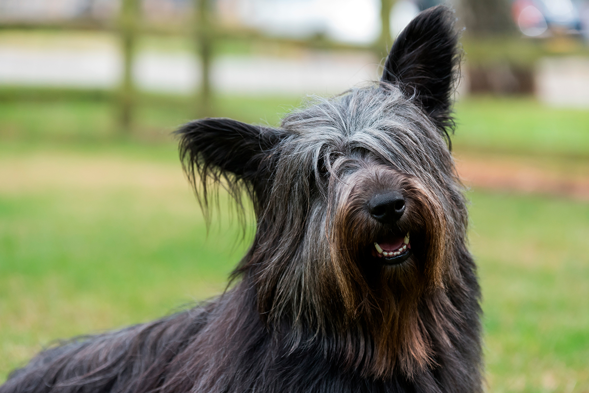perro Skye Terrier