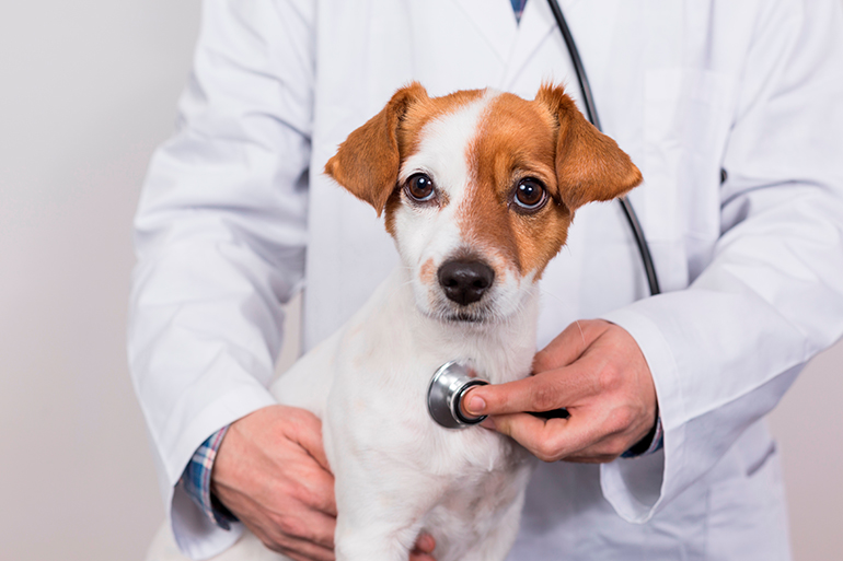 perro con exceso de vitamina a