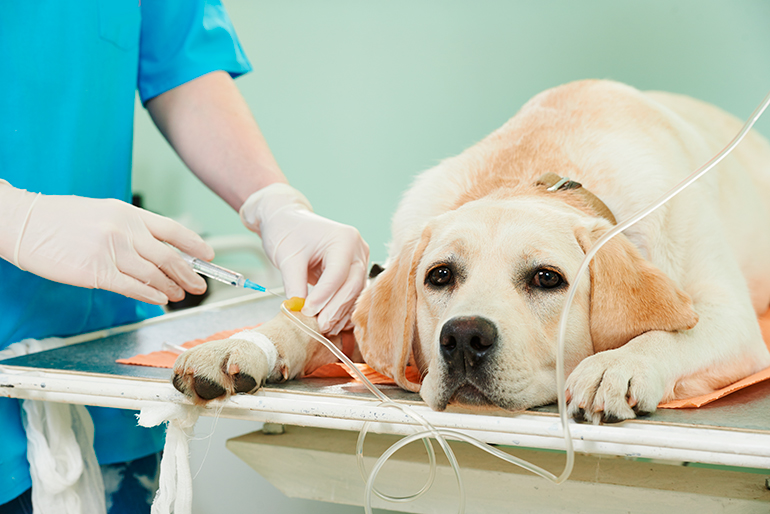 perro recibiendo tratamiento veterinario