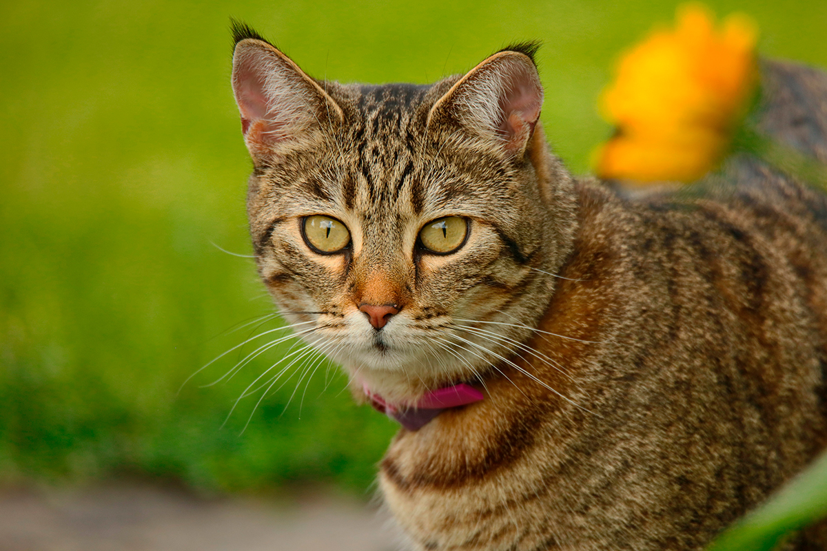 gato pixie bob