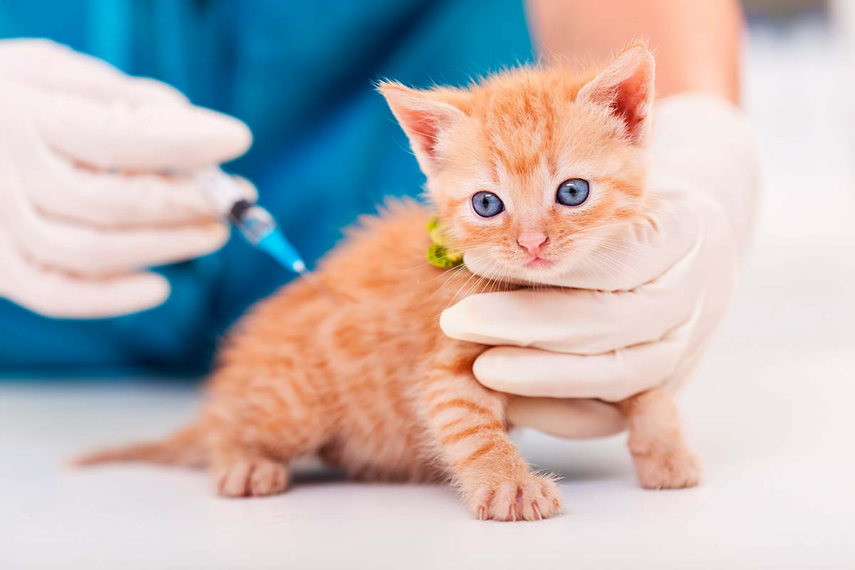 vacunando a un cachorro de gato