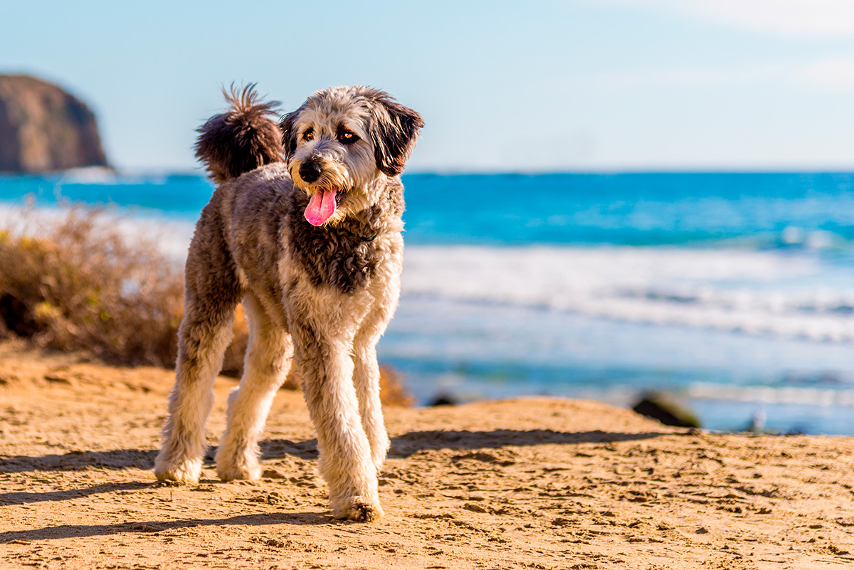 Aussiedoodle