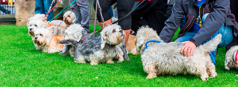 exposición de Dandie Dinmont Terrier exposición de Dandie Dinmont Terrier