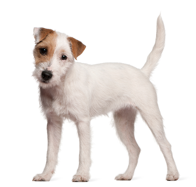 físico del perro Parson Russell Terrier físico del perro Parson Russell Terrier
