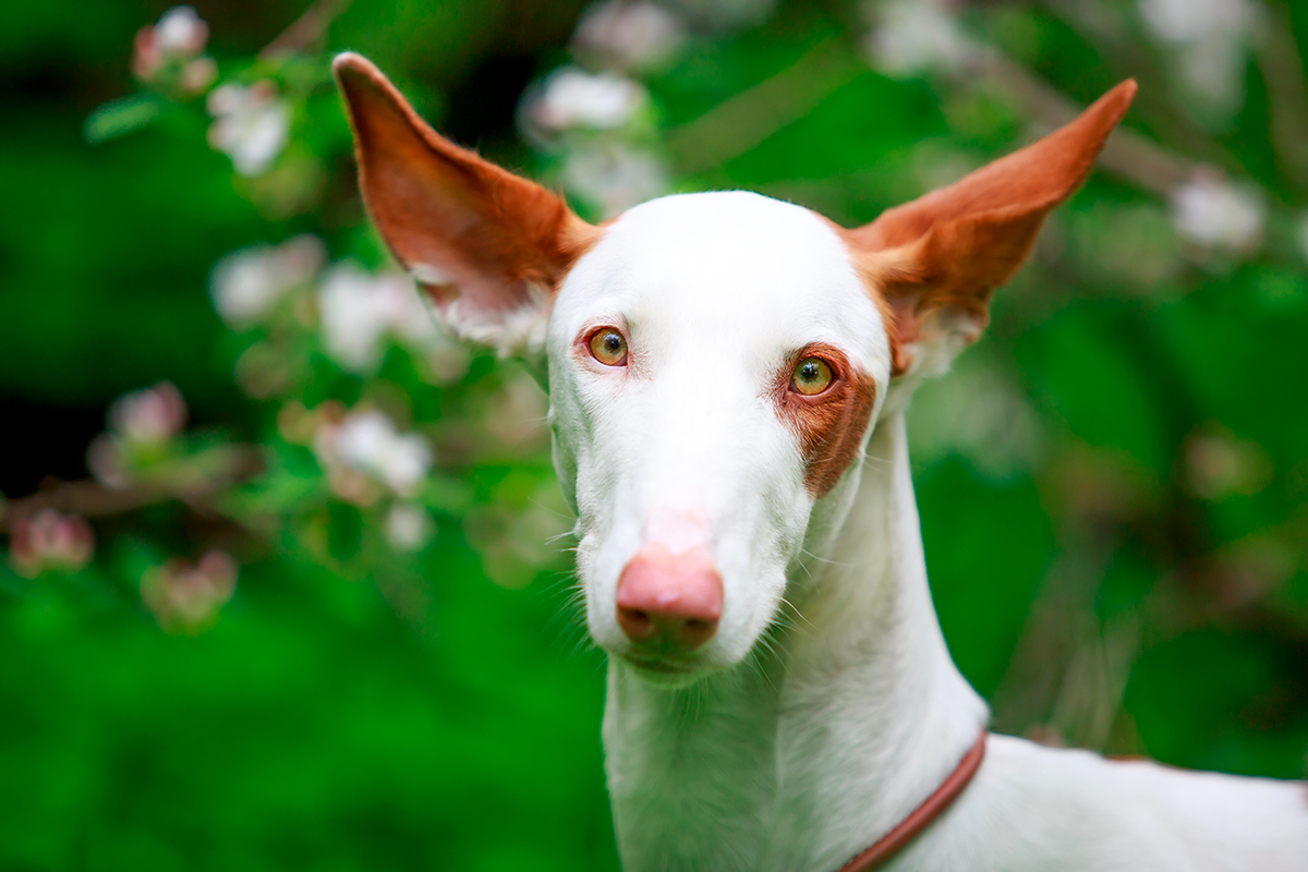 perro Podenco Ibicenco