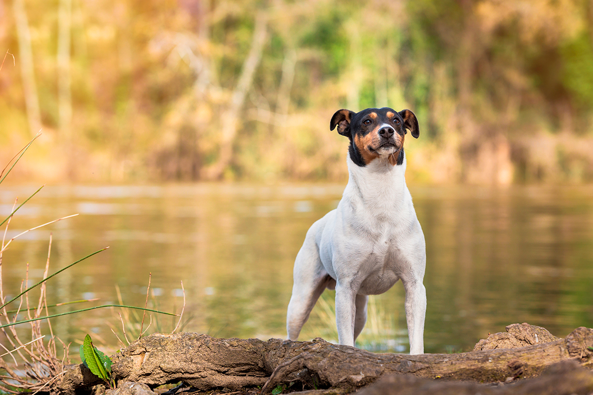 perro Ratonero valenciano