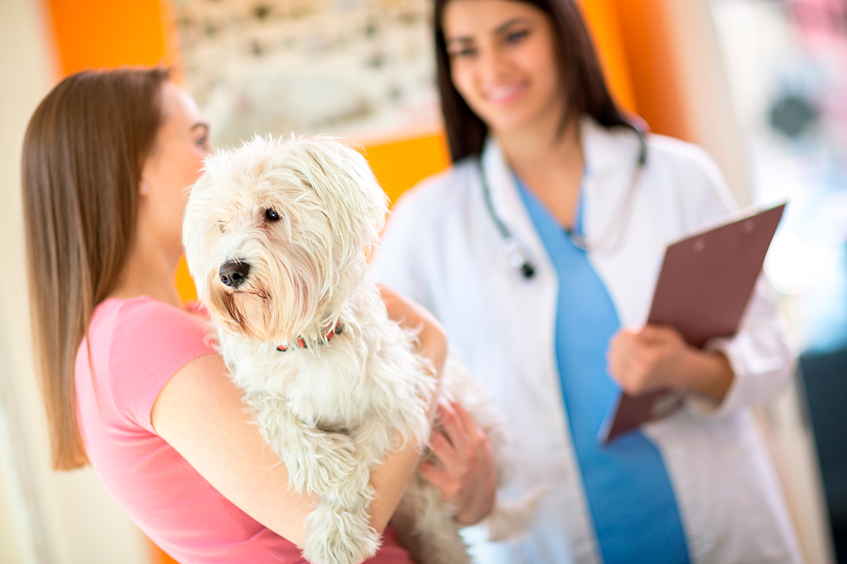 perro en la consulta del veterinario