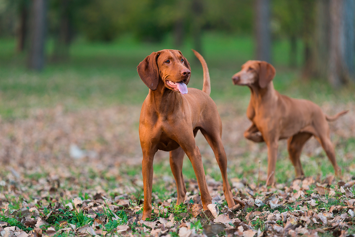 perros cazando