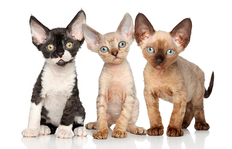 cachorros de gato Devon rex cachorros de gato Devon rex