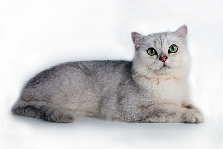 características del gato Burmilla características del gato Burmilla