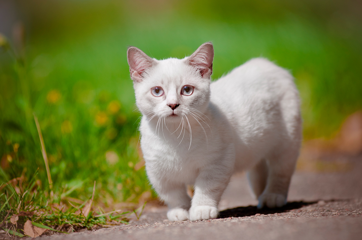 el gato de raza Munchkin