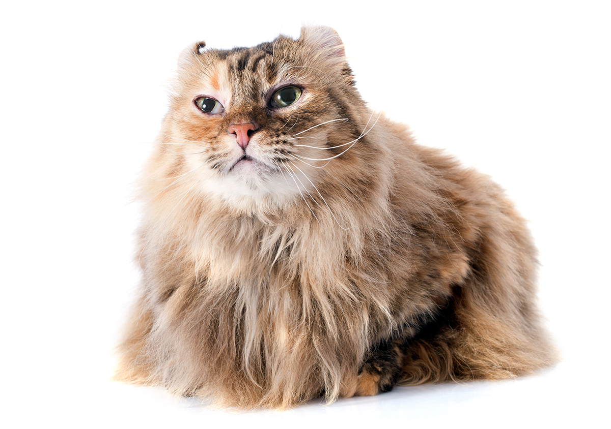 gato Curl americano gato Curl americano