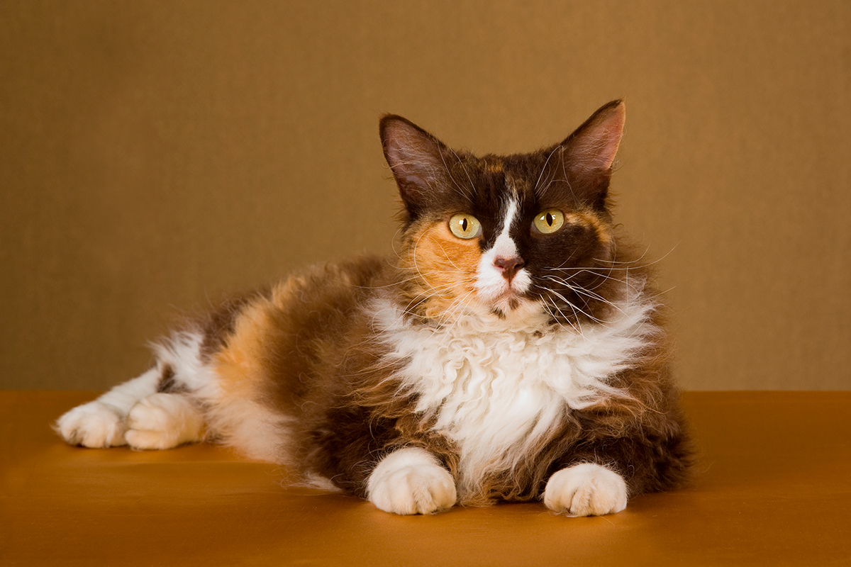 gato LaPerm