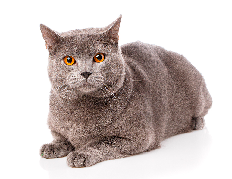 Características del Chartreux Características del Chartreux