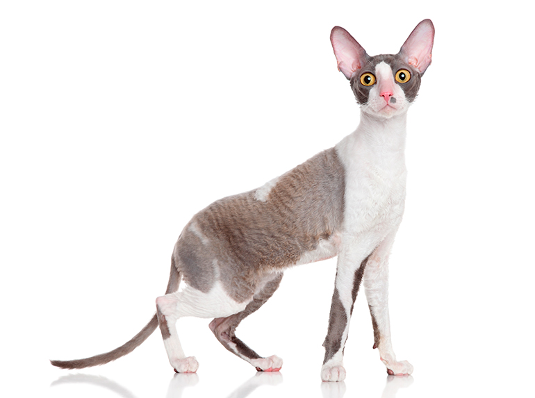Cornish rex sobre fondo blanco Cornish rex sobre fondo blanco