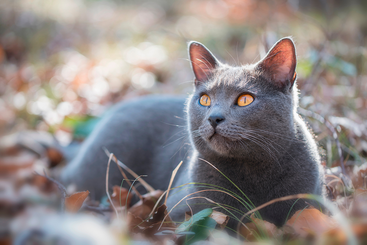 Gato Chartreux tumbado sobre el bosque Gato Chartreux tumbado sobre el bosque