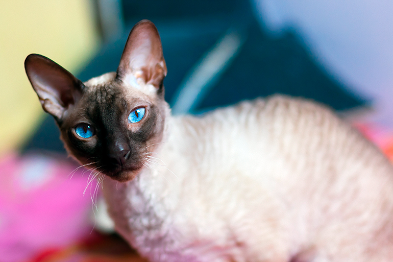 Peterbald de ojos azules Peterbald de ojos azules