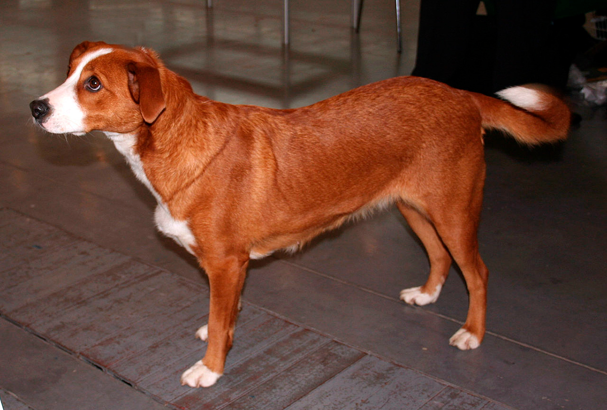 Pinscher Austriaco