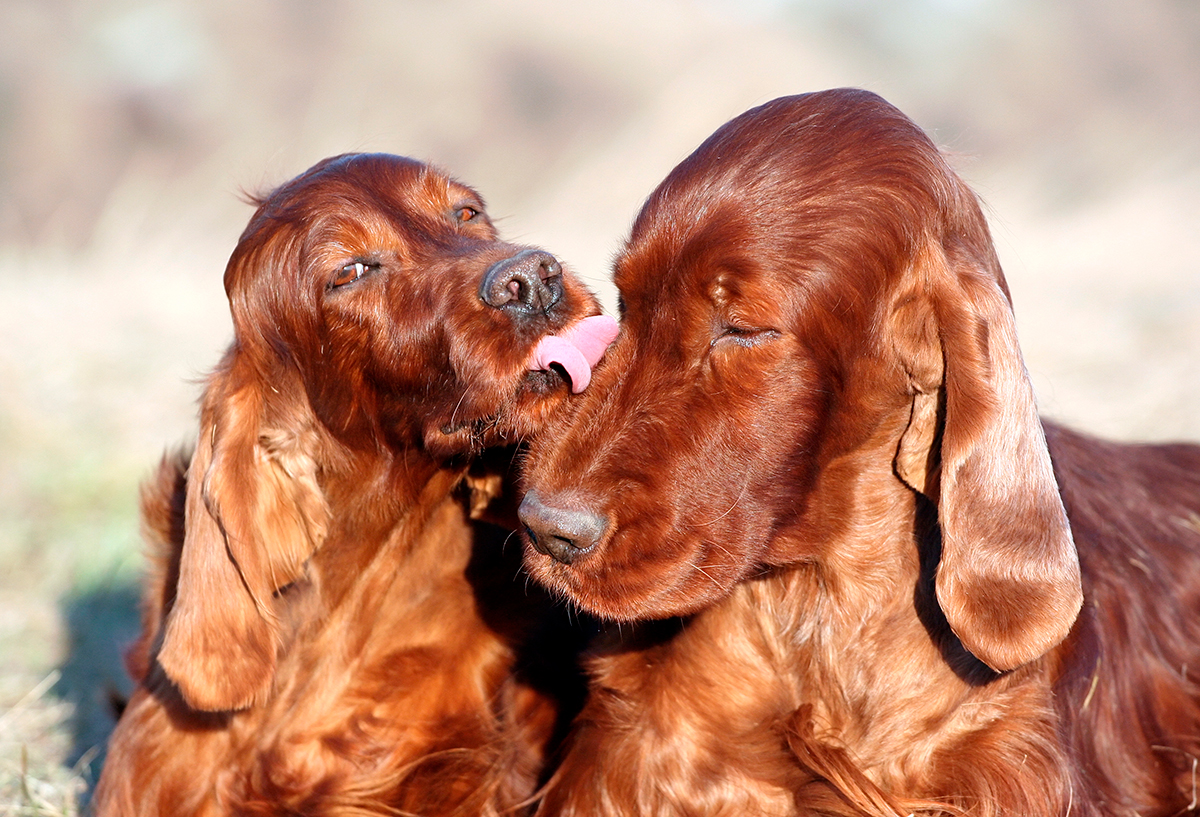 Setter Irlandes Rojo con su cachorro