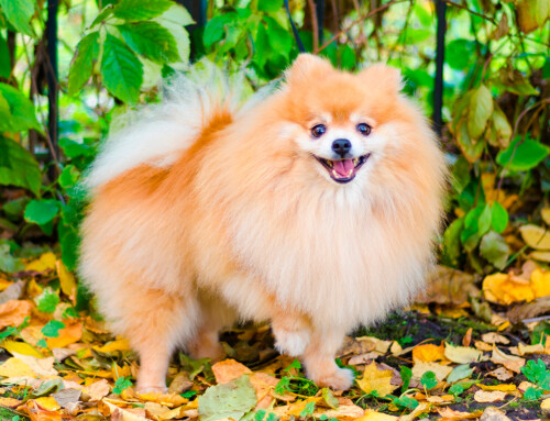 Spitz Alemán
