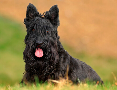 El Terrier Escocés