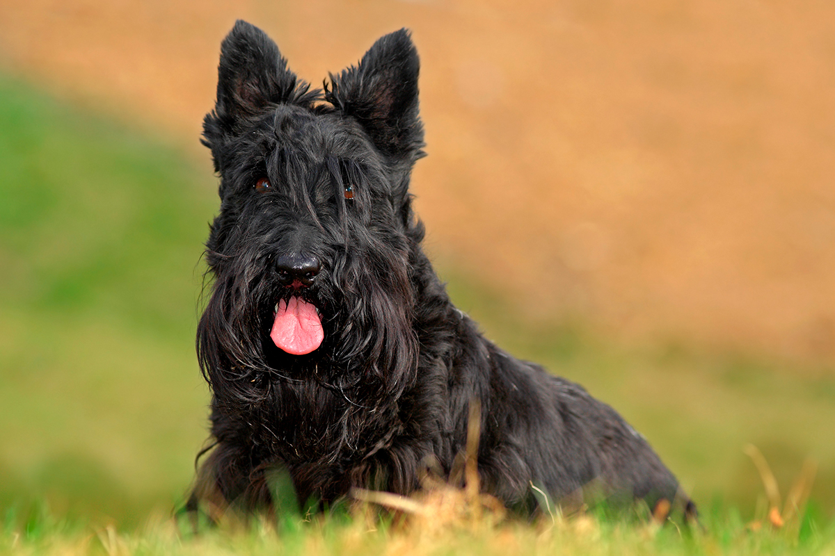 Terrier Escoces