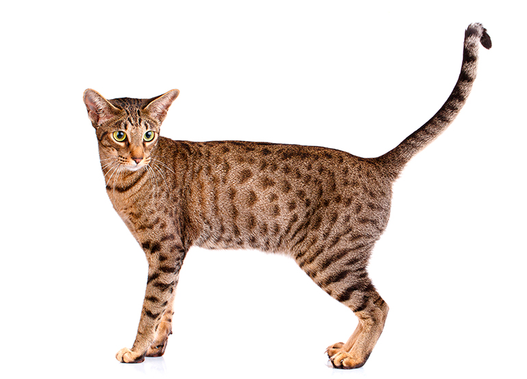 caracteristicas del Ocicat caracteristicas del Ocicat