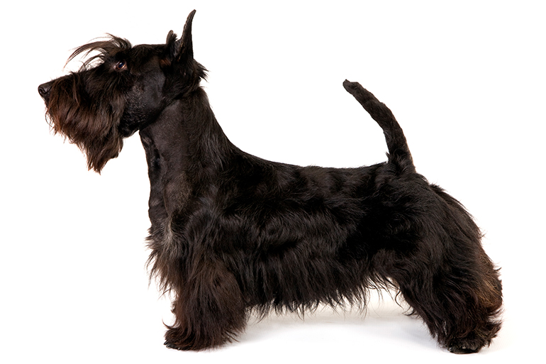 fisico del Terrier Escoces fisico del Terrier Escoces
