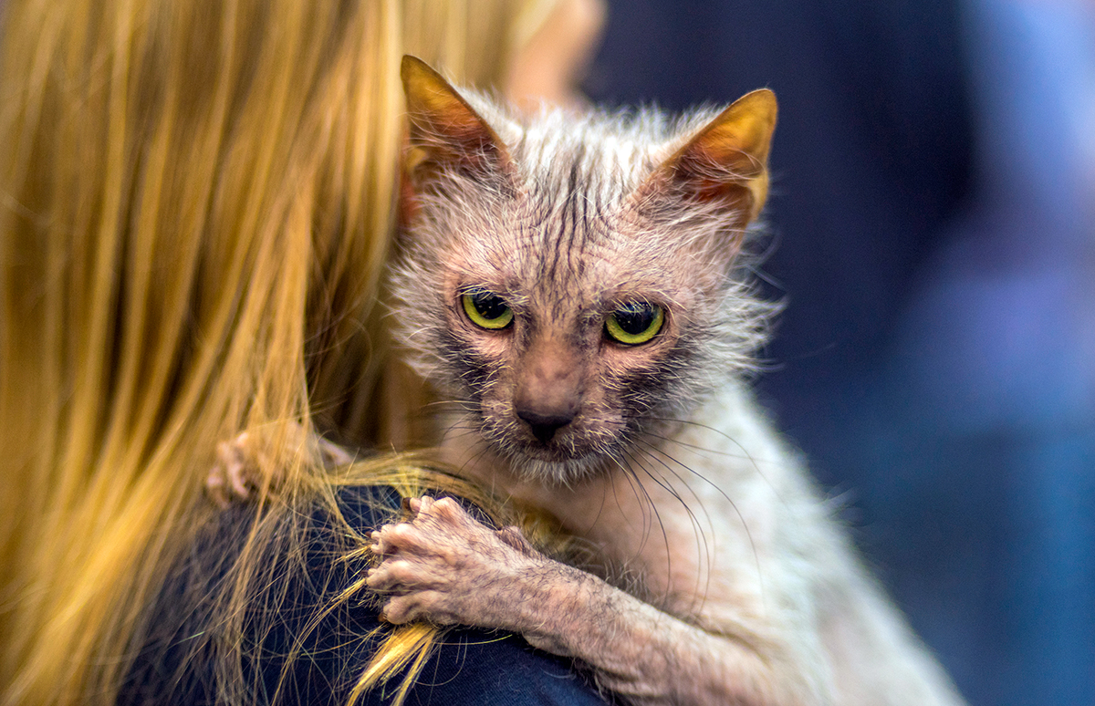 gato Lykoi o gato lobo