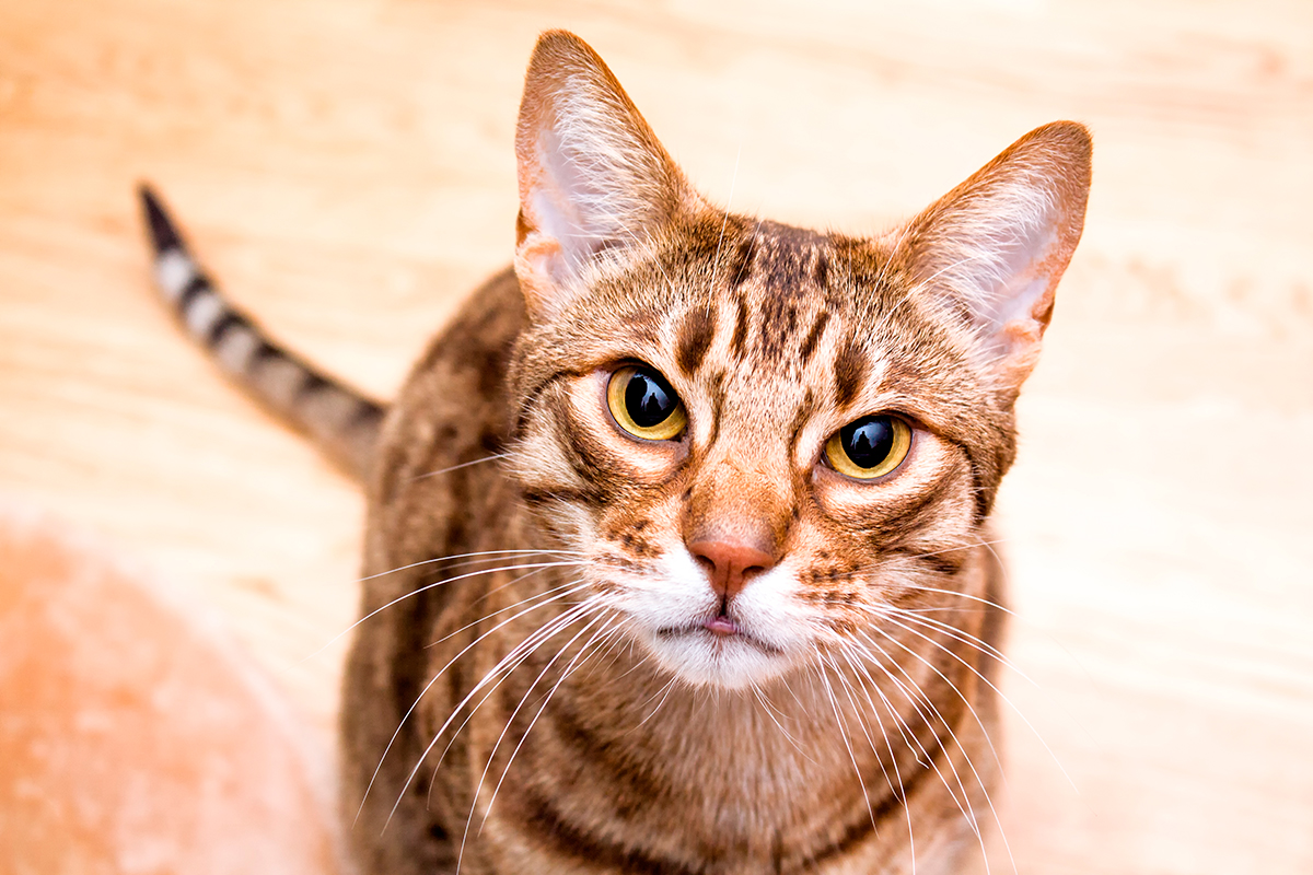 gato Ocicat