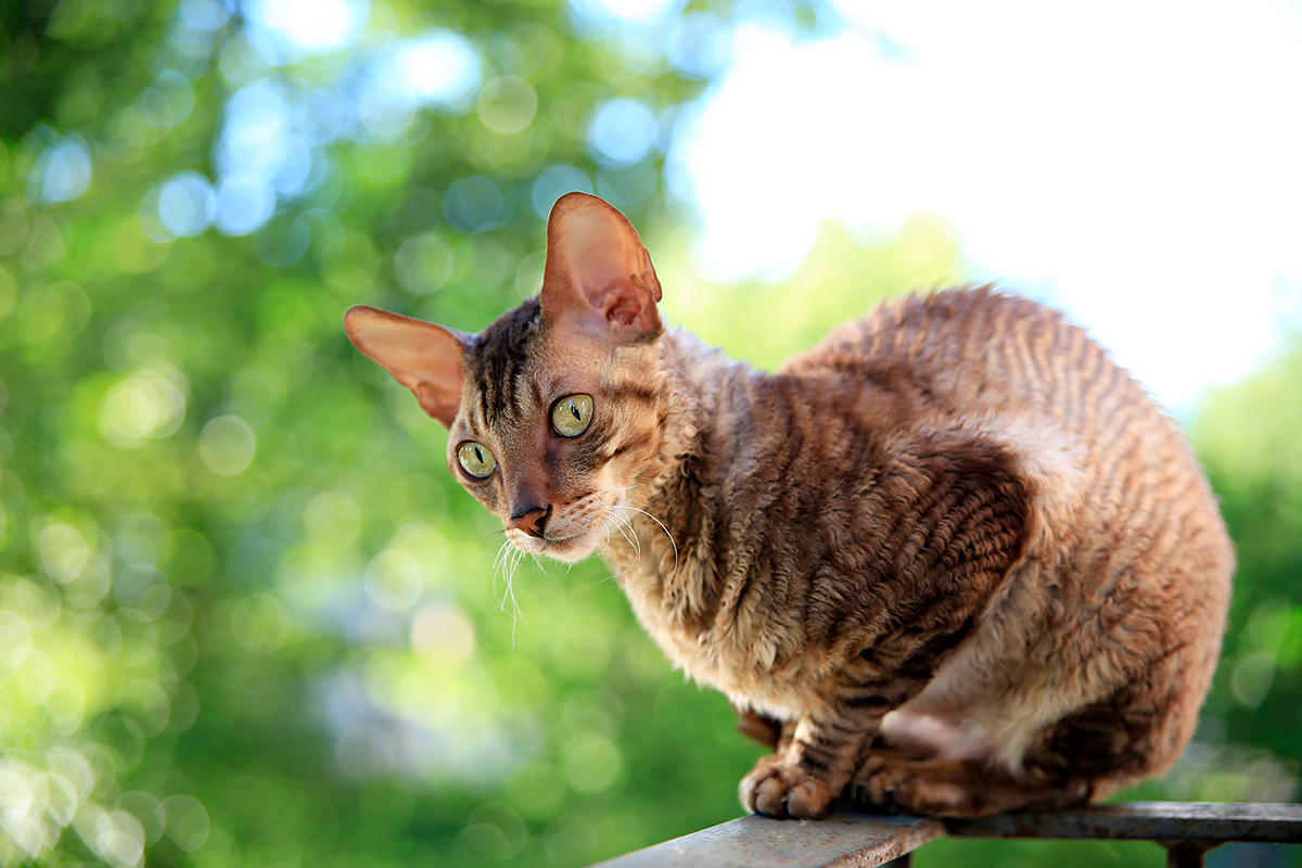 gato de raza Cornish rex
