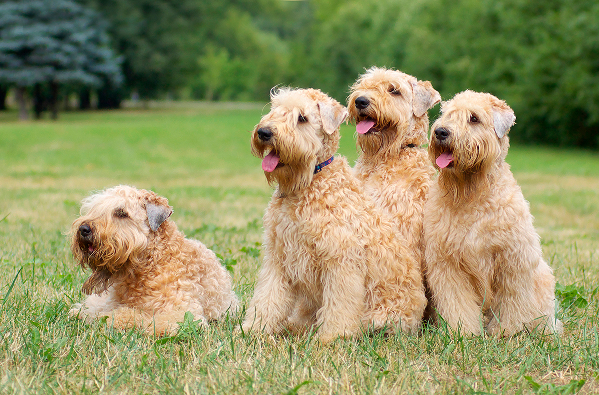 manada de Soft Coated Wheaten Terrier Irlandes
