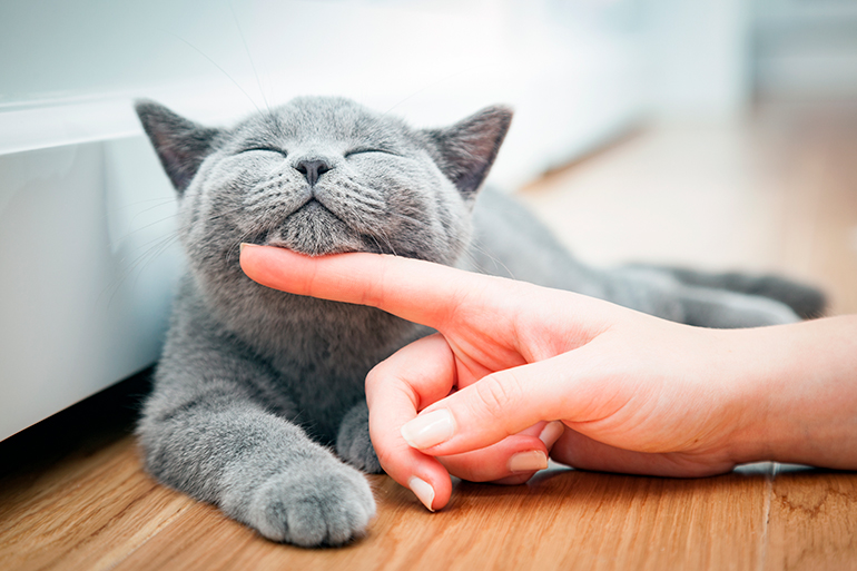 acariciando a un British shorthair acariciando a un British shorthair