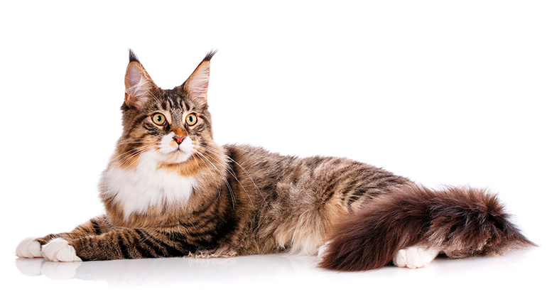 caracteristicas del Maine Coon caracteristicas del Maine Coon