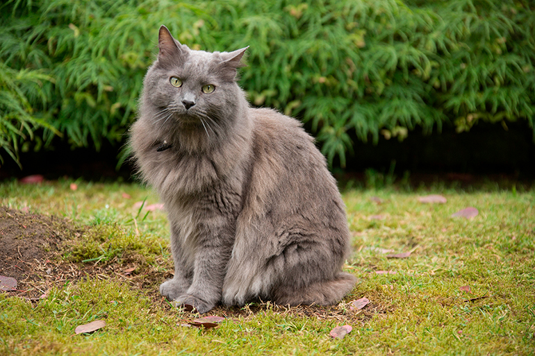 fisico del Nebelung fisico del Nebelung