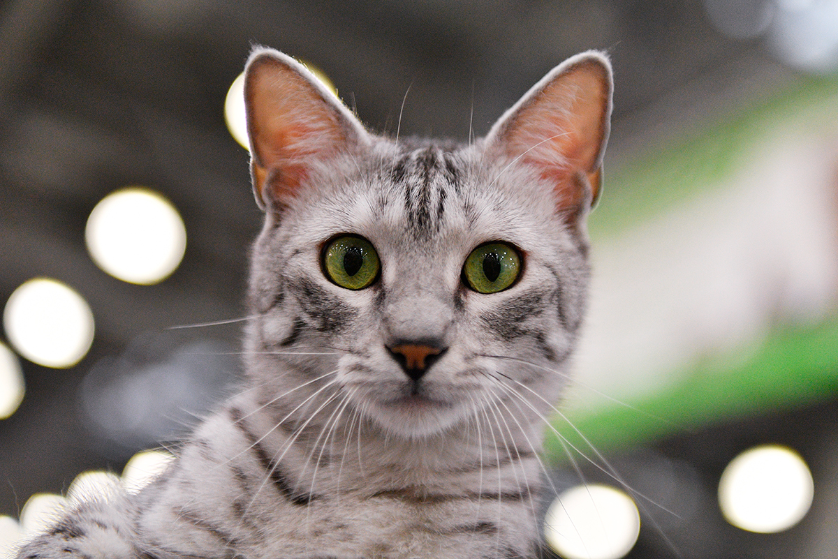 gato Mau egipcio