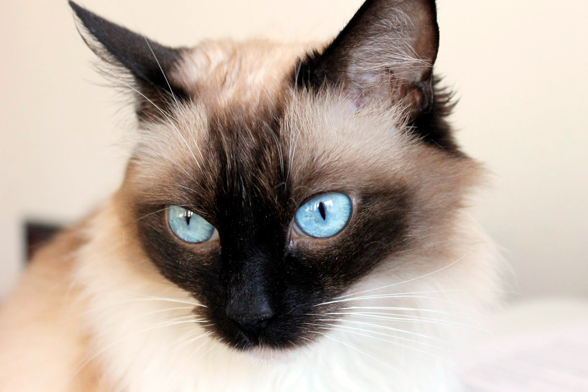 gato Snowshoe gato Snowshoe