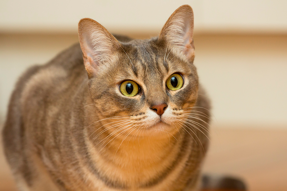 gato de raza Australian mist