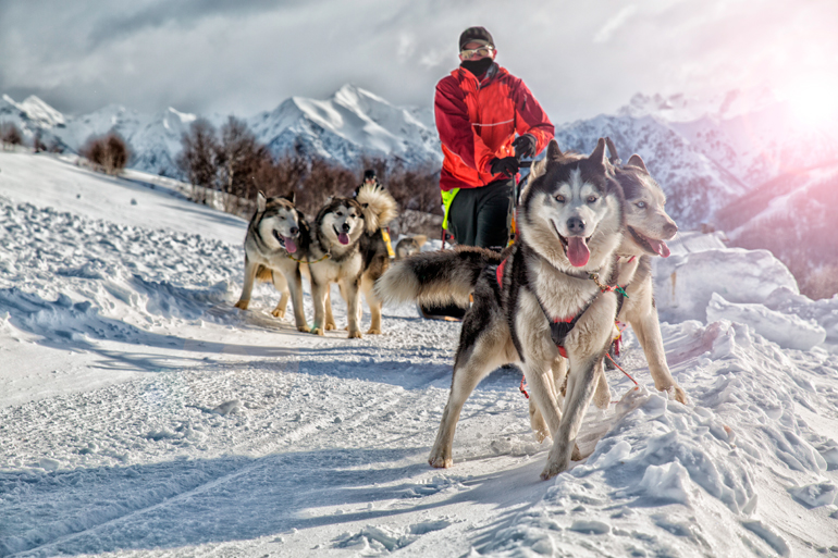 trineo tirado por Huskys siberianos trineo tirado por Huskys siberianos