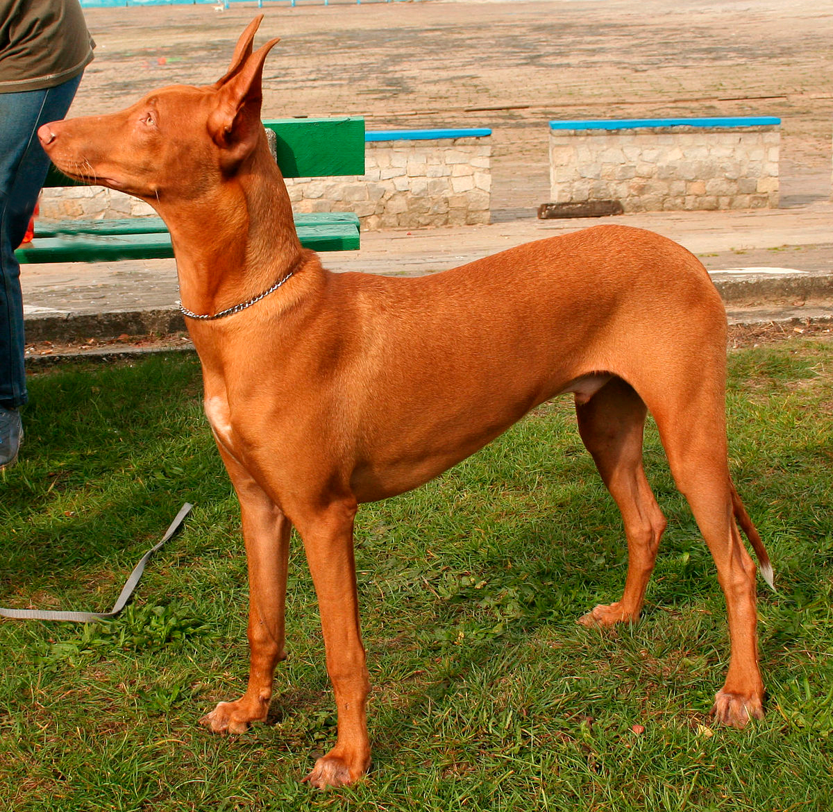 Cirneco del Etna