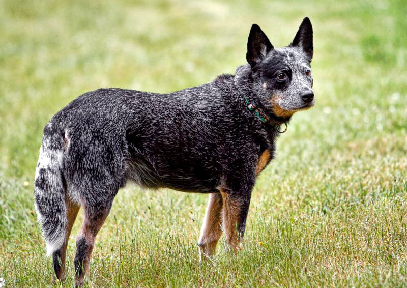 boyero australiano