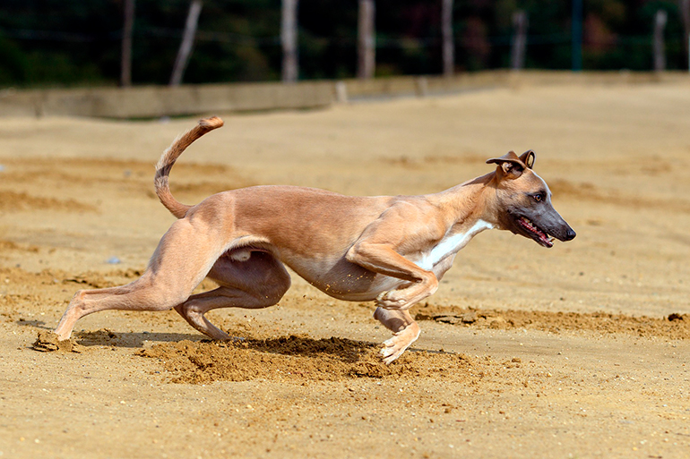 galgo Rampur