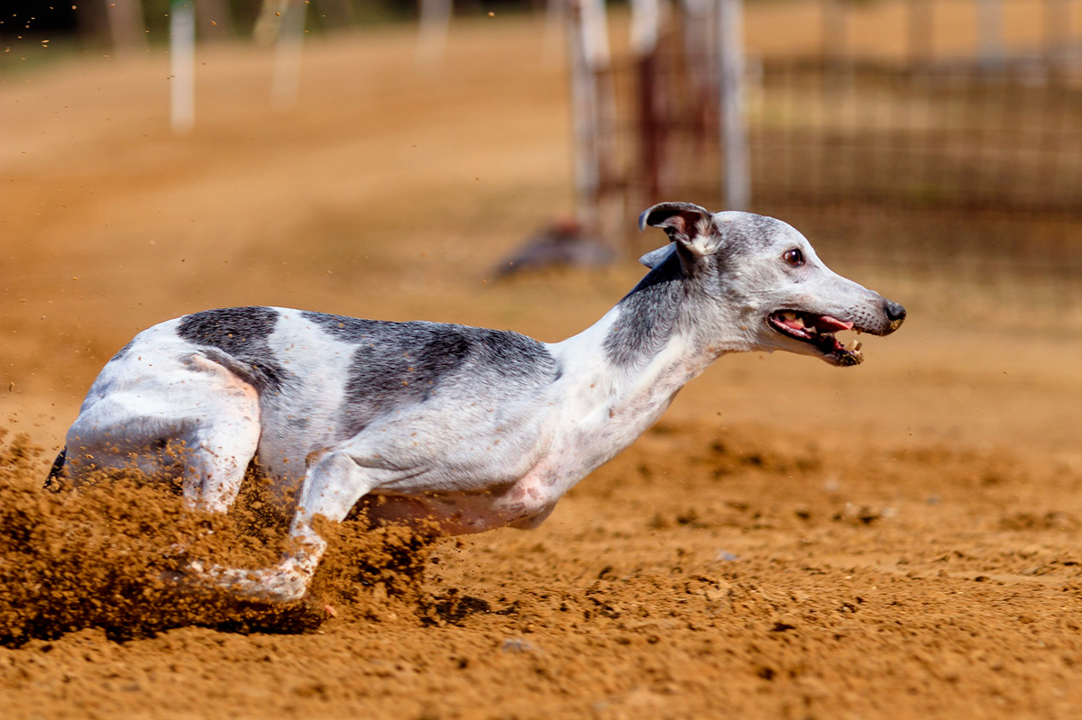 galgo hungaro