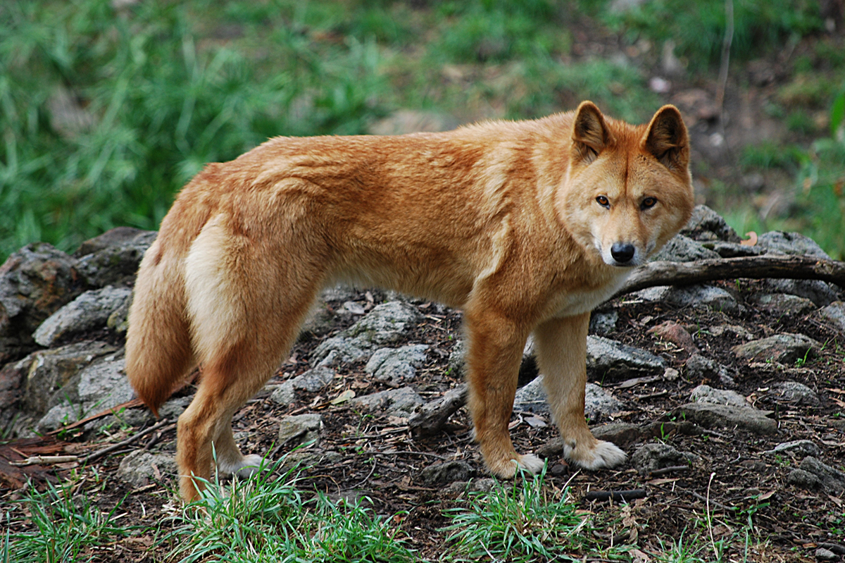 perro dingo
