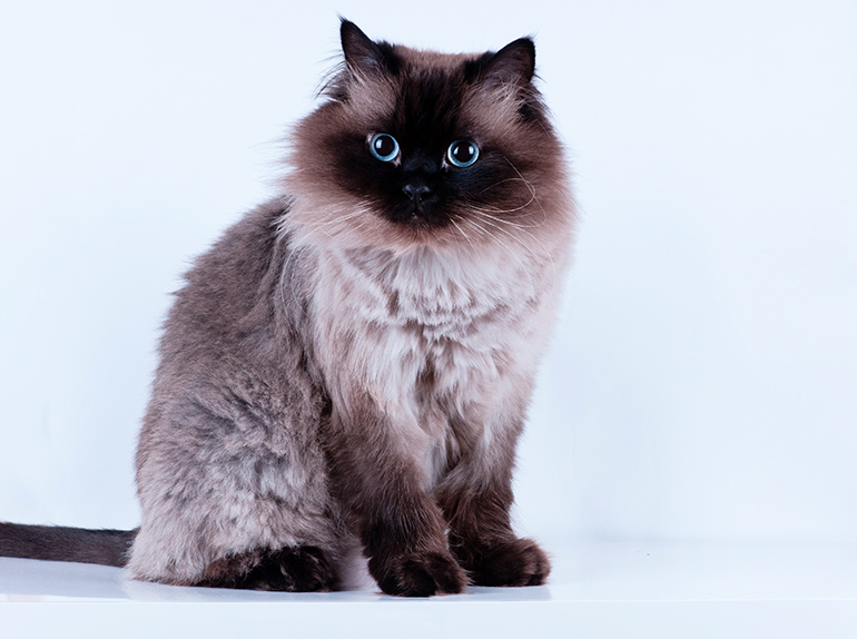 cachorro de gato himalayo cachorro de gato himalayo