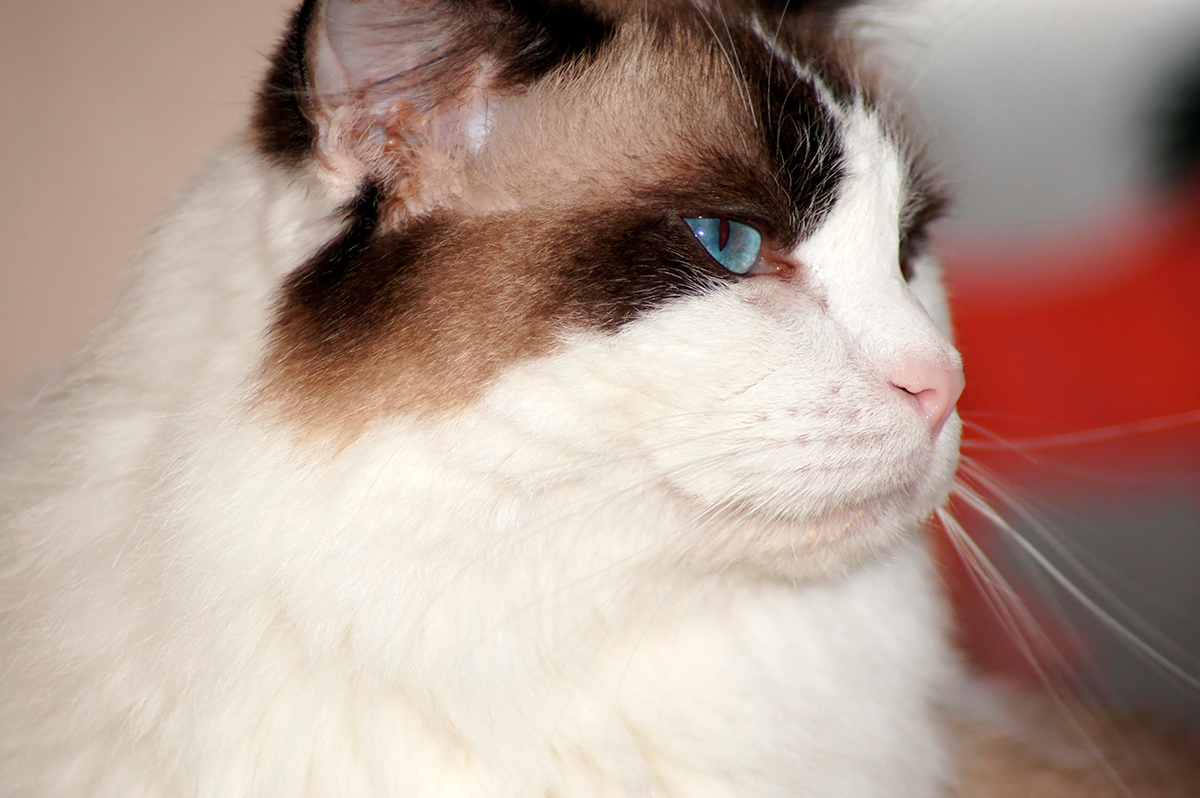 gato Ragdoll